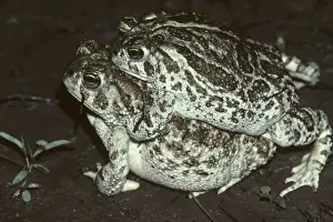 Amplexus Prints: Great Plains Toads