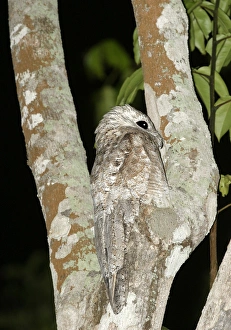 Images Dated 1st May 2004: Great Potoo