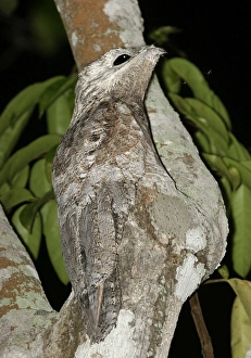 Images Dated 1st May 2004: Great Potoo