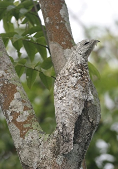 Images Dated 1st May 2004: Great Potoo