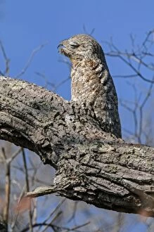 Images Dated 16th September 2009: Great Potoo, camouflaged, Pantanal Wetlands, Mato