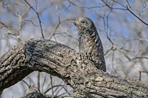Images Dated 16th September 2009: Great Potoo, camouflaged, Pantanal Wetlands, Mato