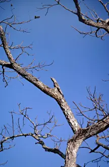 Potoos Prints: Great Potoo - on nest - Venezuela