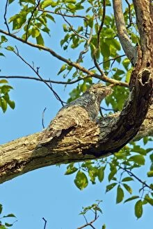 Images Dated 16th October 2014: Great Potoo Pantanal area Mato Grosso Brazil South America