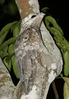 Great Potoo - In tree