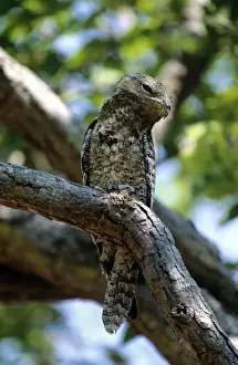 Venezuela Prints: Great Potoo - Venezuela