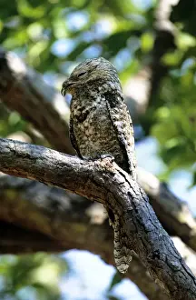 Great Potoo - Venezuela