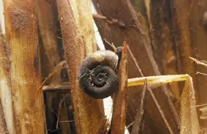 Great Ramshorn Snail