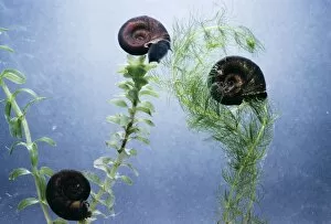 Images Dated 7th November 2005: Great Ramshorn Snails