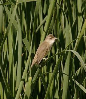 Images Dated 13th September 2005: Great Reed Warbler - Adult, April Spain