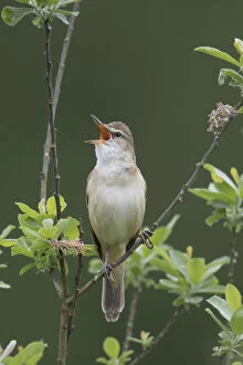 Passerine Bird Gallery: Great Reed Warbler - adult male singing - Germany