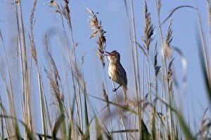 Images Dated 16th May 2005: Great Reed-Warbler - Bulgaria