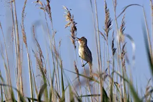Bulgaria Prints: Great Reed-Warbler - Bulgaria