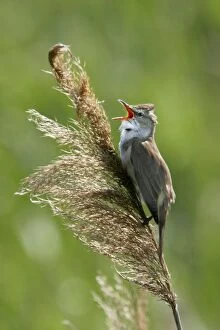 Images Dated 17th May 2005: Great Reed-Warbler - Bulgaria