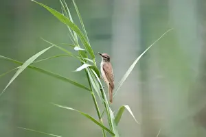 Reeds Prints: Great Reed Warbler - Spain
