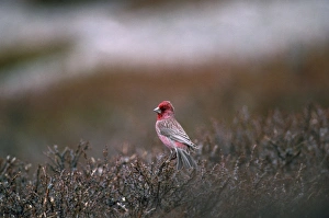 Great Rosefinch - on hippophae sp Great Rosefinch - on hippophae sp