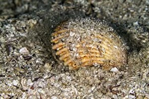 Images Dated 23rd August 2012: Great Scallop