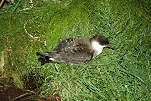 Great Shearwater - Gough Island