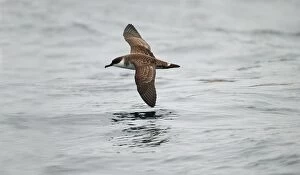 Images Dated 10th October 2002: Great Shearwater RES 272 In flight over water Puffinus gravis © George Reszeter / ardea. com