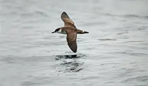 Gliding Prints: Great Shearwater RES 272 In flight over water Puffinus gravis © George Reszeter / ardea