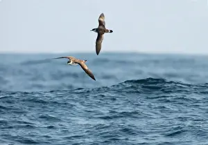 Gliding Prints: Great Shearwater RES 273 In flight over water Puffinus gravis © George Reszeter / ardea