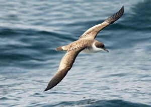 Images Dated 10th October 2002: Great Shearwater RES 274 In flight over water Puffinus gravis © George Reszeter / ardea. com
