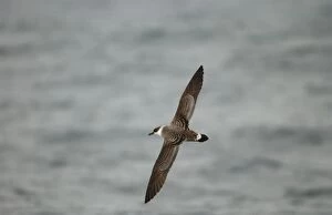 Images Dated 10th October 2002: Great Shearwater RES 275 In flight over water Puffinus gravis © George Reszeter / ardea. com
