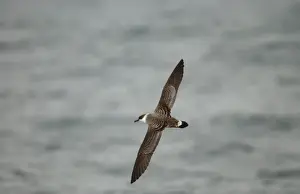 Shearwater Prints: Great Shearwater RES 275 In flight over water Puffinus gravis © George Reszeter / ardea