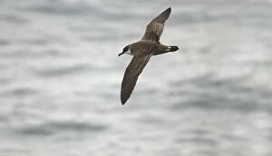 Images Dated 10th October 2002: Great Shearwater RES 278 In flight over water Puffinus gravis © George Reszeter / ardea. com