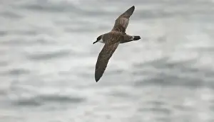 Great Shearwater RES 278 In flight over water Puffinus gravis © George Reszeter / ardea. com