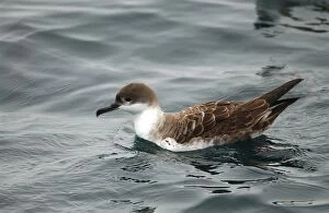 Images Dated 10th October 2002: Great Shearwater RES 280 On water Puffinus gravis © George Reszeter / ardea. com