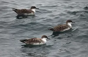 Shearwater Prints: Great Shearwaters RES 276 On water Puffinus gravis © George Reszeter / ardea. com