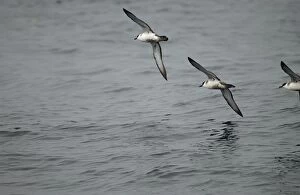 Images Dated 10th October 2002: Great Shearwaters RES 281 In flight over water Puffinus gravis © George Reszeter / ardea. com
