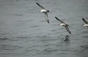 Shearwater Prints: Great Shearwaters RES 281 In flight over water Puffinus gravis © George Reszeter / ardea