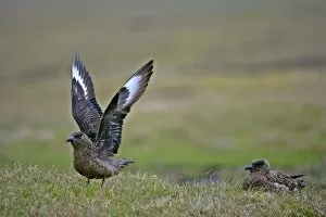Great Skua - two adults sitting on moorland with one about to lift off
