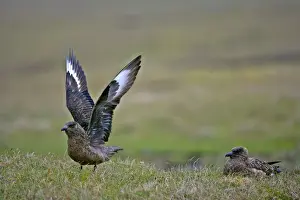 Skuas Prints: Great Skua two adults sitting on moorland with one about to lift off Hermaness Nature Reserve