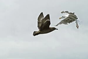 Great Skua attacked by Great Black-backed Gull (Larus marinus)