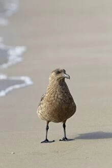 Images Dated 12th June 2012: Great Skua - on beach