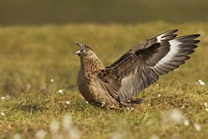 Great Skua - calling out and displaying wings to show territory Great Skua - calling out and displaying wings to show territory