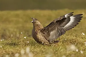 Sunshine Prints: Great Skua - calling out and displaying wings to show territory - Herma Ness - Shetland Islands - Scotland - UK