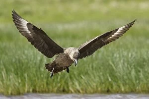Images Dated 12th June 2012: Great Skua - calling whilst coming in to land