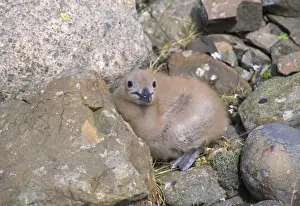 Skuas Prints: Great Skua - chick