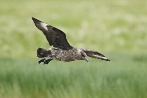 Great Skua - coming in to land