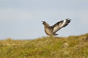 Images Dated 20th June 2012: Great Skua - display