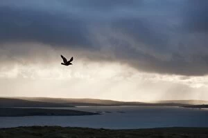 Great Skua - displaying over moorland at dusk