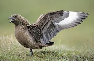 Great SKUA - Female bird displaying to male, wings outstretched