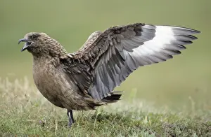 Skua Prints: Great Skua - female bird displaying to mate
