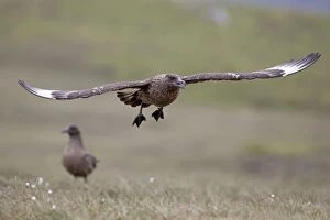 Images Dated 21st June 2013: Great Skua - in flight