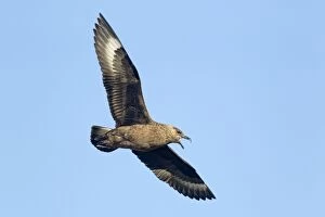 Images Dated 15th June 2012: Great Skua - in flight