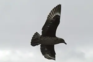 Skuas Prints: Great Skua - in flight Isles of Scilly, August